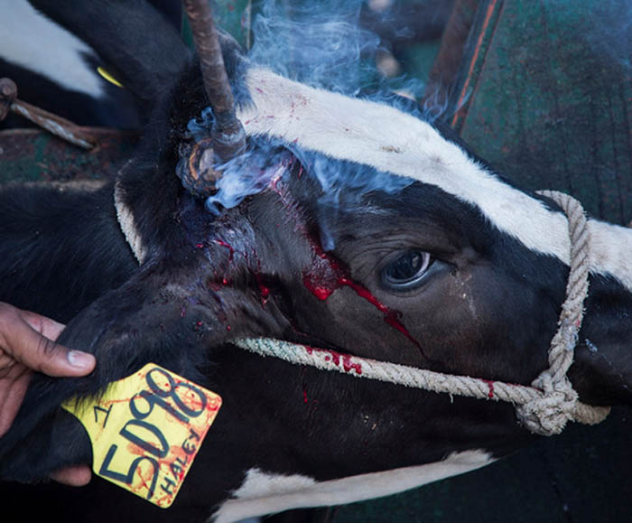 Cow with horn cut, bleeding and with a hot iron cauterizing the wound