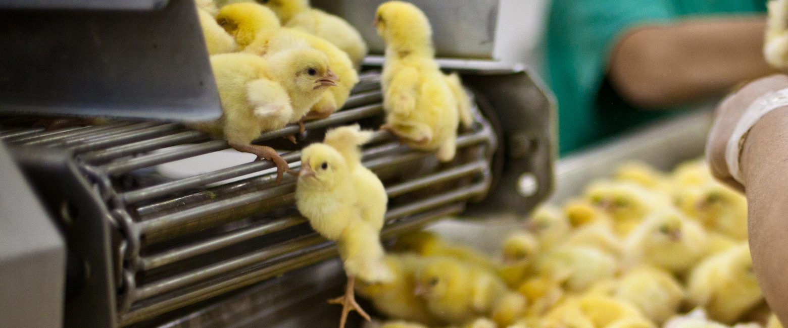 German Court Affirms Legality of the MassKilling of Male Chicks