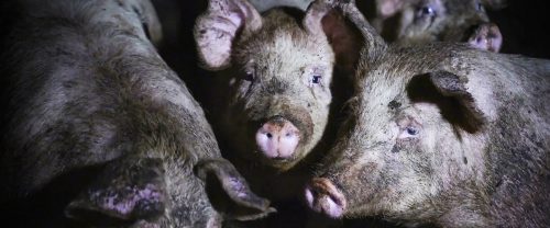 logo Animal Equality