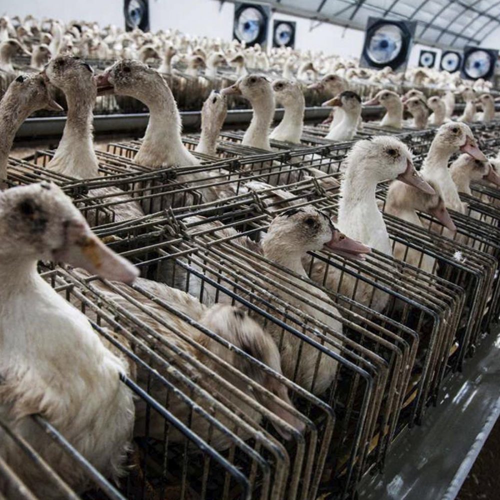 What is Foie Gras and How is it Made?