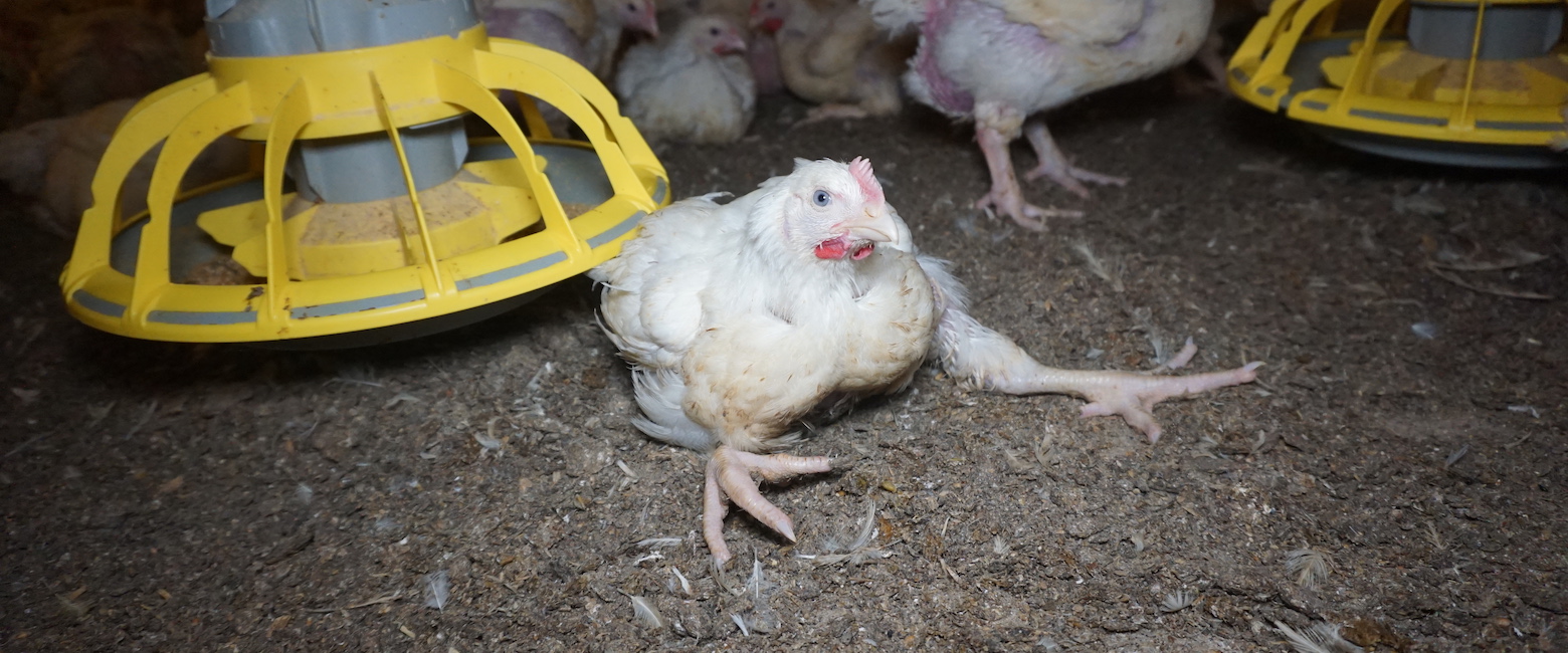 Bird,Chicken,Beak,Mammal,Feather,Comb