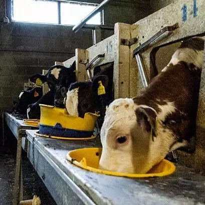 Calves in a dairy farm