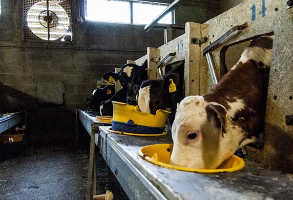 Calves in a dairy farm