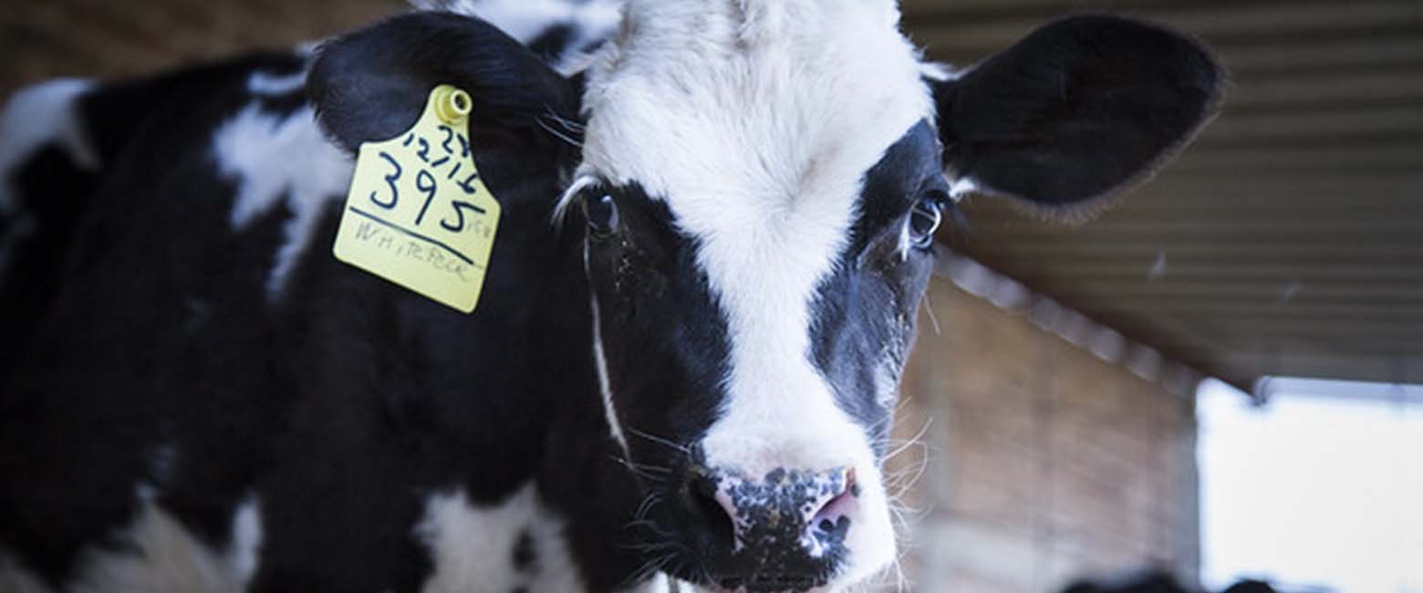 Plant,Mammal,Goat,Dairy cow,Window,Landscape