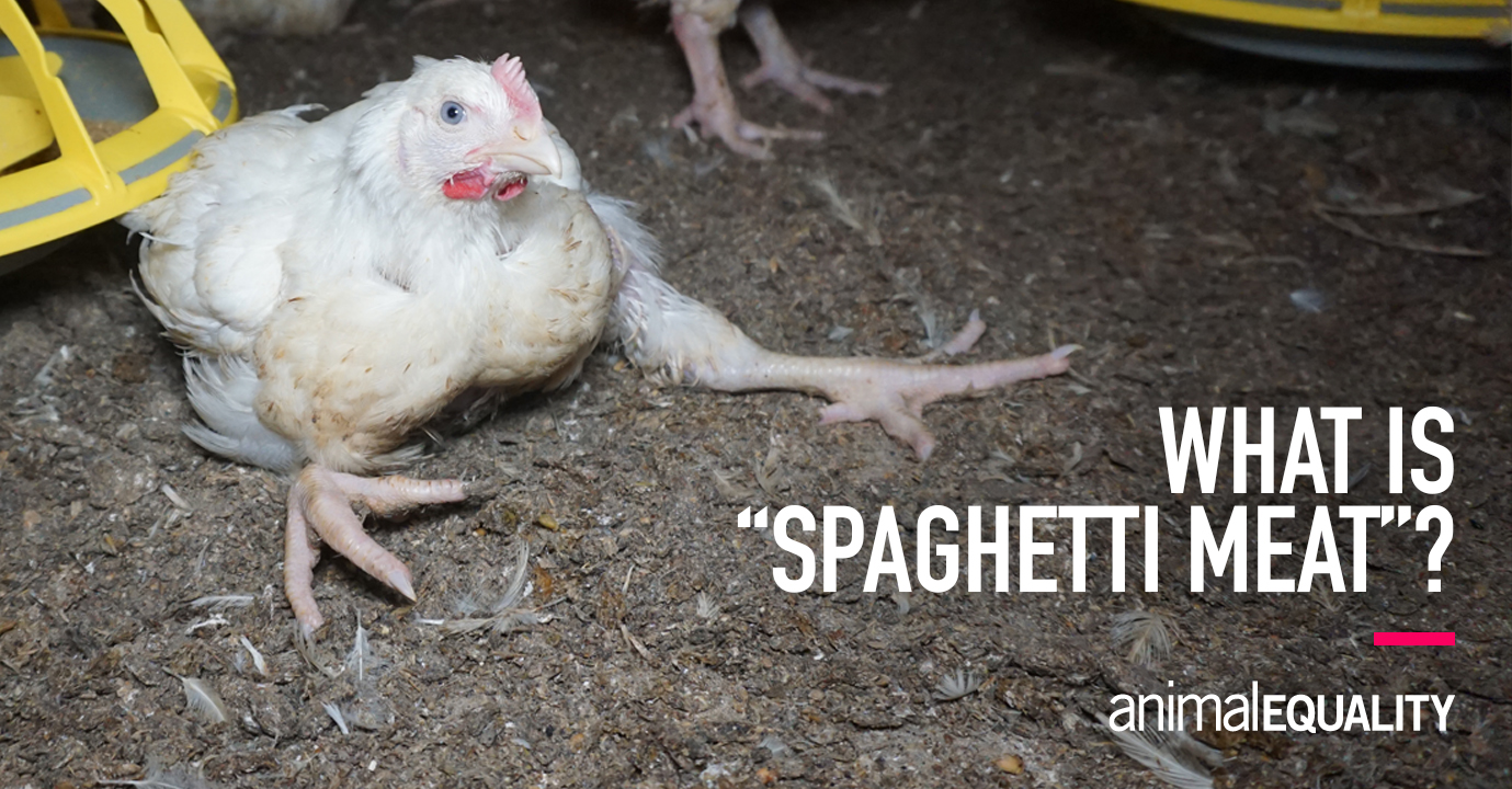 What is Spaghetti Meat Chicken?