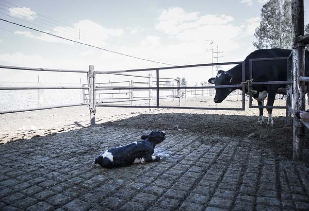 blog veal dairy US 1024x0 c default 9 Cruel Yet Legal Farming Practices