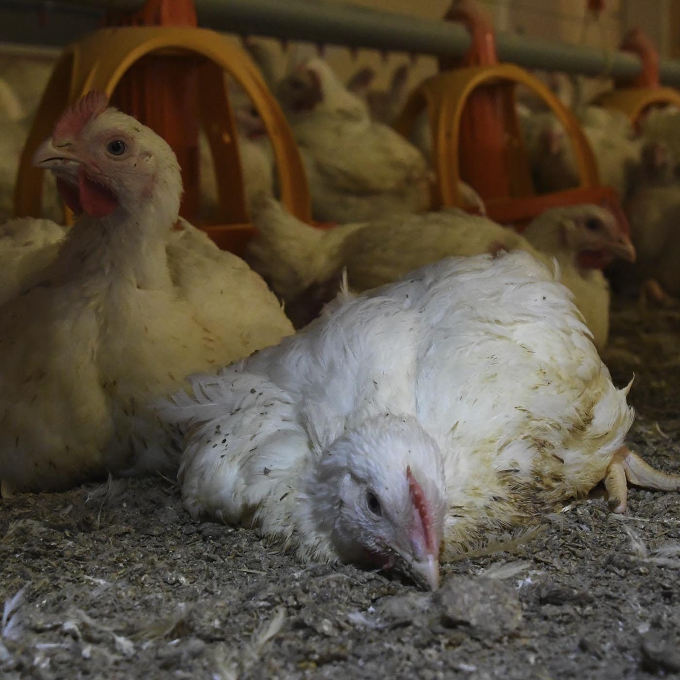 The Side Effect of Fast-Growing Chickens | Animal Equality