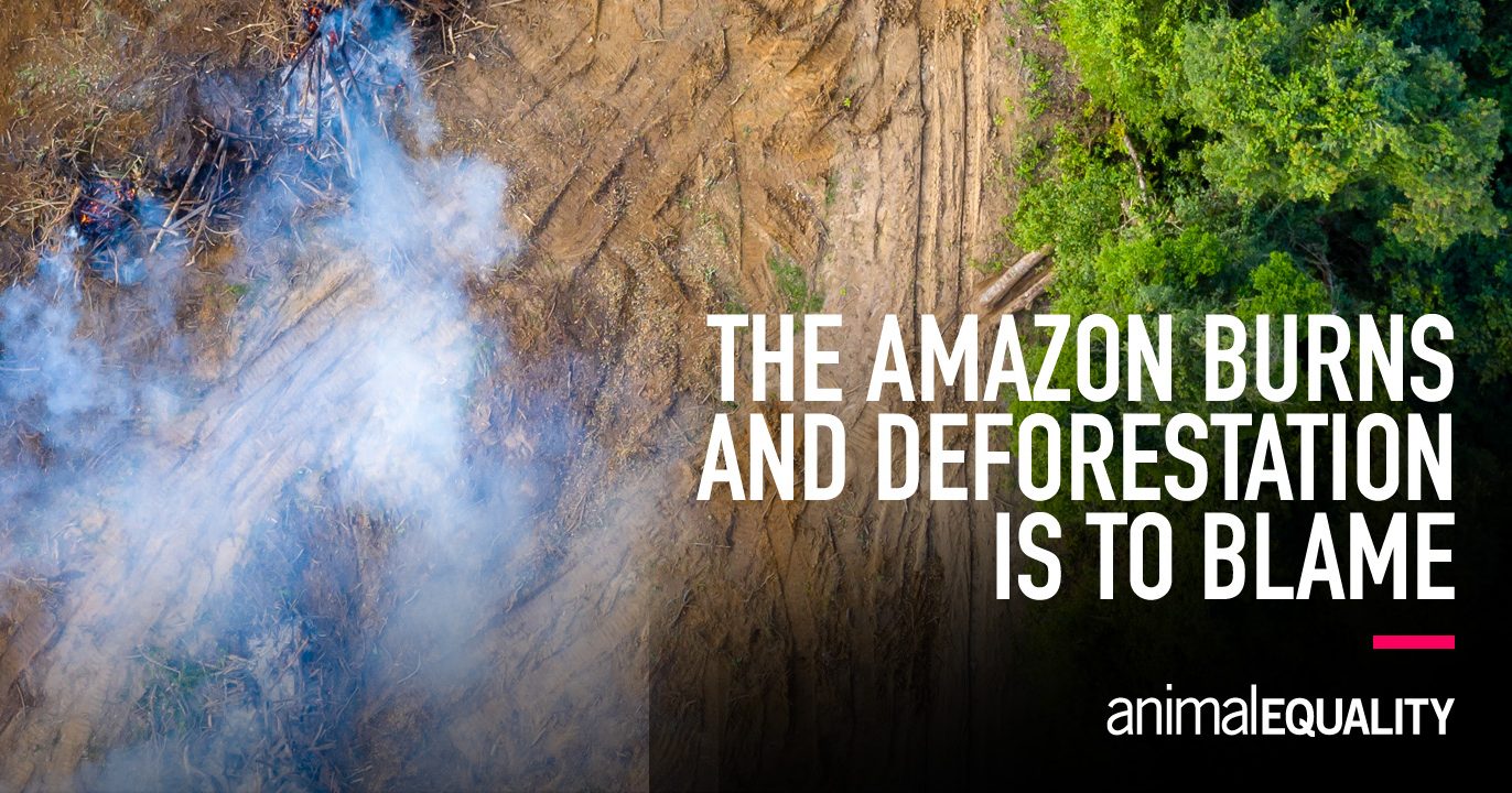 Deforestation for Animal Agriculture to Blame for Amazon Fires