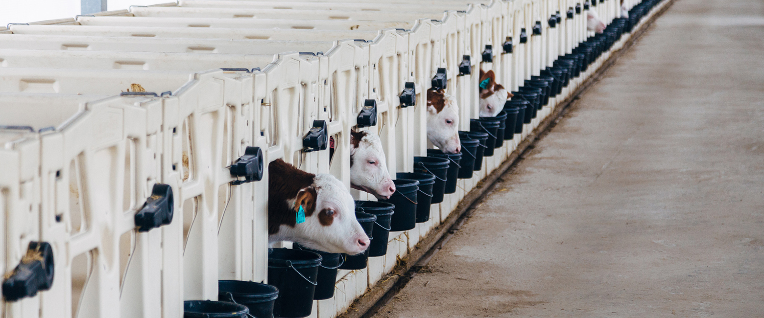 Building,Fence,Line,Headgear,Dairy cow,farmed animal,Landscape