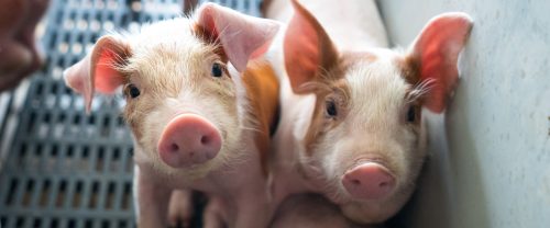 logo Animal Equality