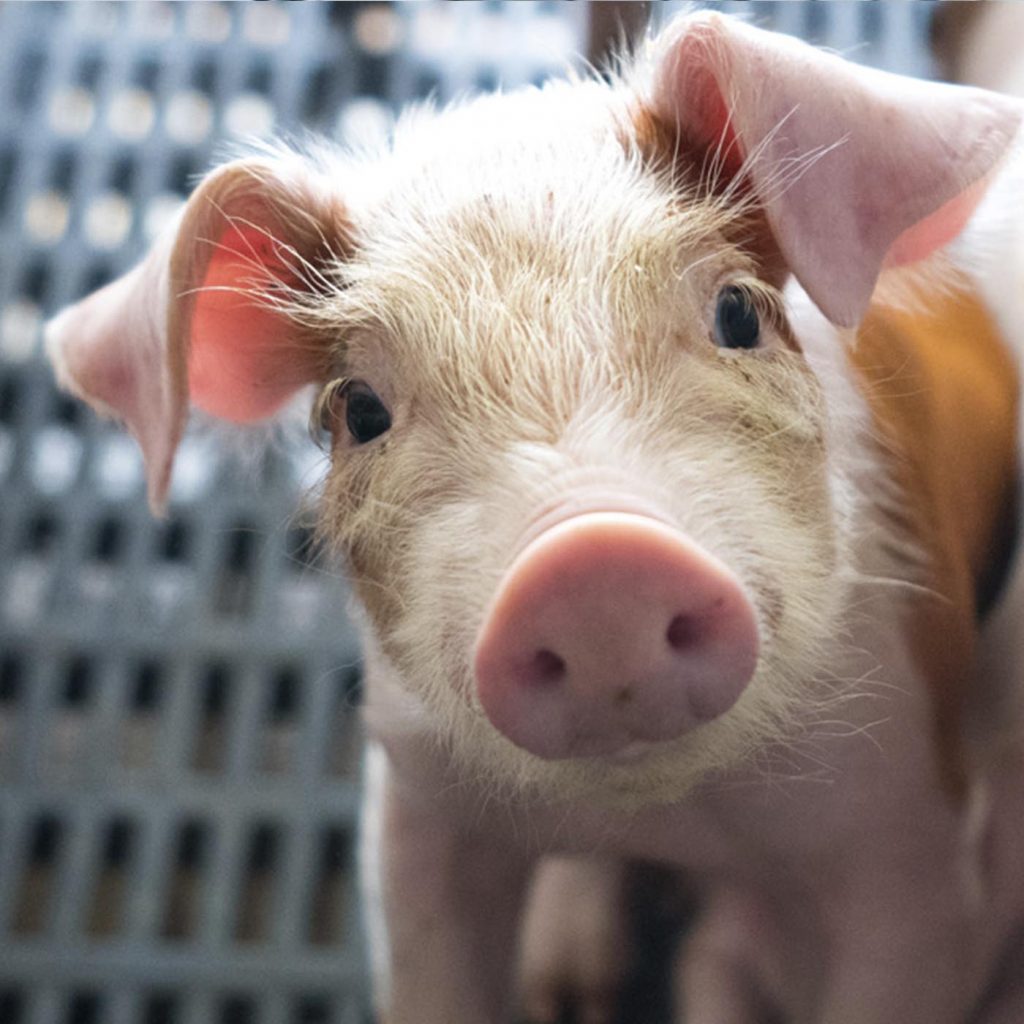 Piglet in factory farm