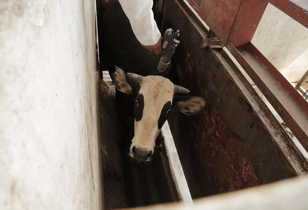 cow slaughterhouse bolt gun 1024x0 c default 9 Cruel Yet Legal Farming Practices
