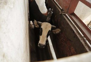 5 Common Slaughterhouse Practices | Animal Equality