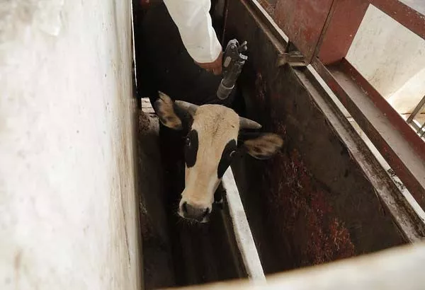 A slaughterhouse worker pointing a stun gun at the head of a cow in a slaughter chamber
