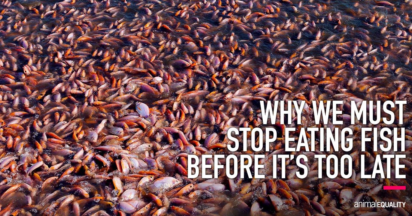 4 Ways The Fishing Industry is Destroying the