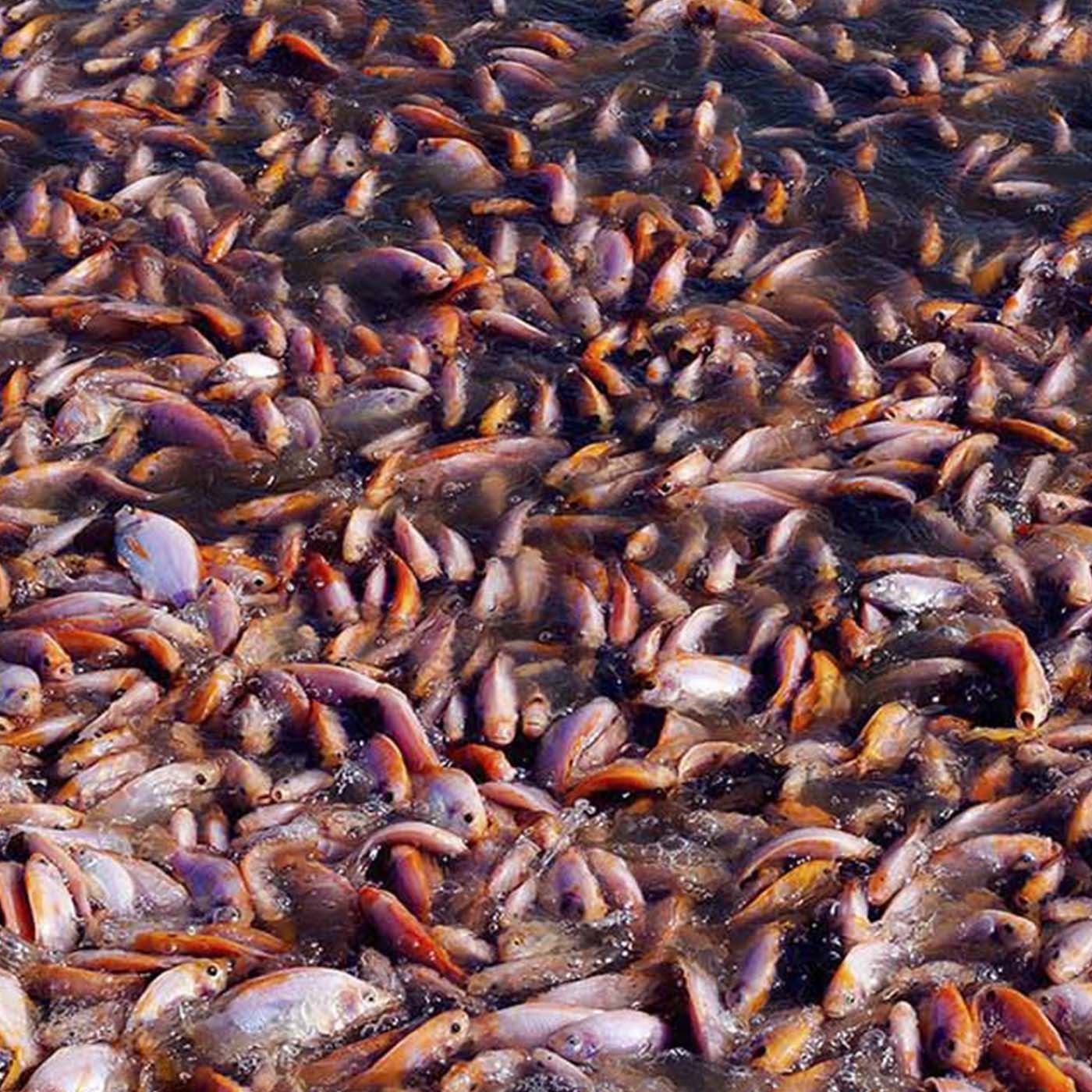 The Commercial Fishing Industry Is Killing Our Oceans