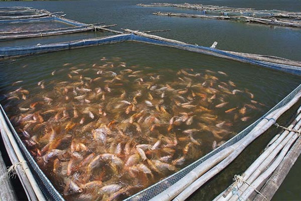 In this week's Featured Aquaculture Photo, we've captured a close