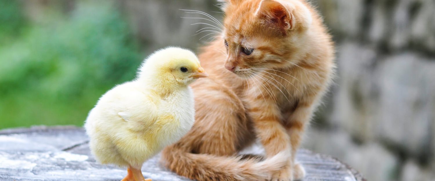 Chicken Or Cat? Can You Guess Which Trait Belongs To Which?