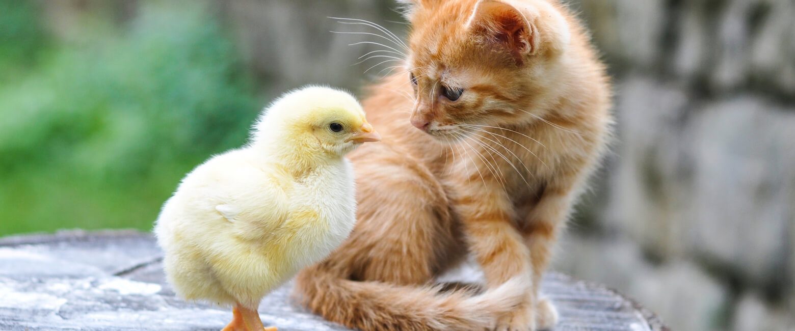 Chicken Or Cat? Can You Guess Which Trait Belongs To Which? | Animal