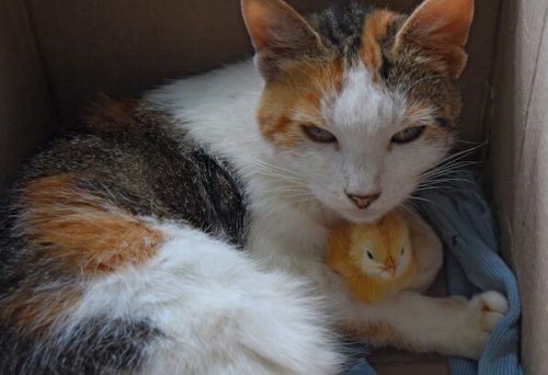 kitten and chicken