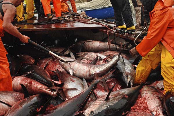 Tuna killed in Carloforte as filmed by Animal Equality
