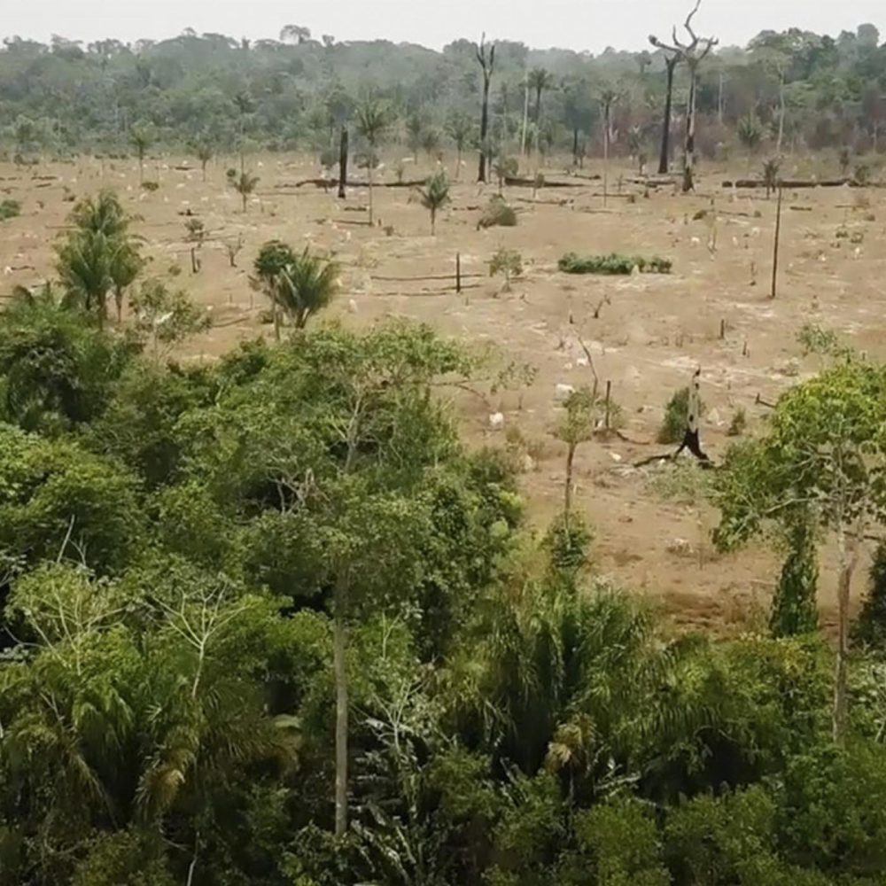 Investigation: Animal Equality Shows Amazon Deforestation Impact