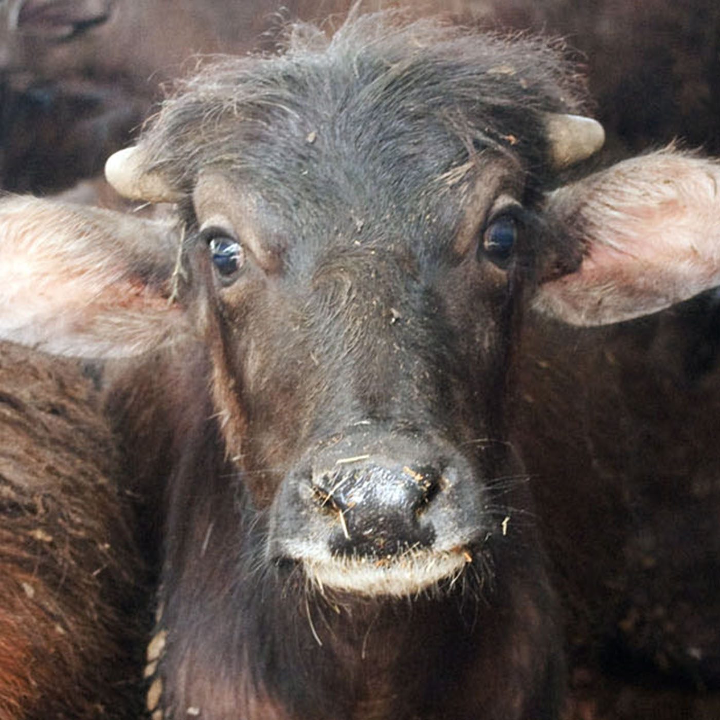 INVESTIGATION: The Impact of Buffalo Mozzarella | Animal Equality | International Animal Protection Organization