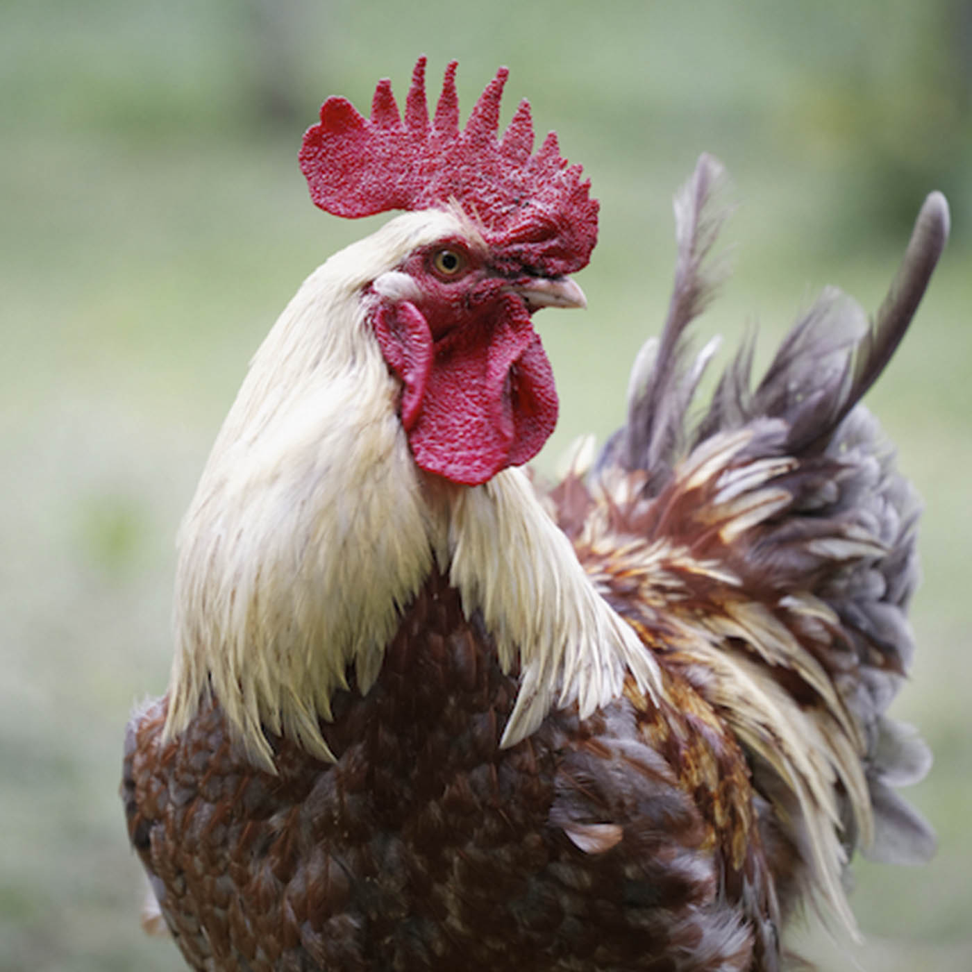 6 Surprising Facts About Farmed Animals' Intelligence