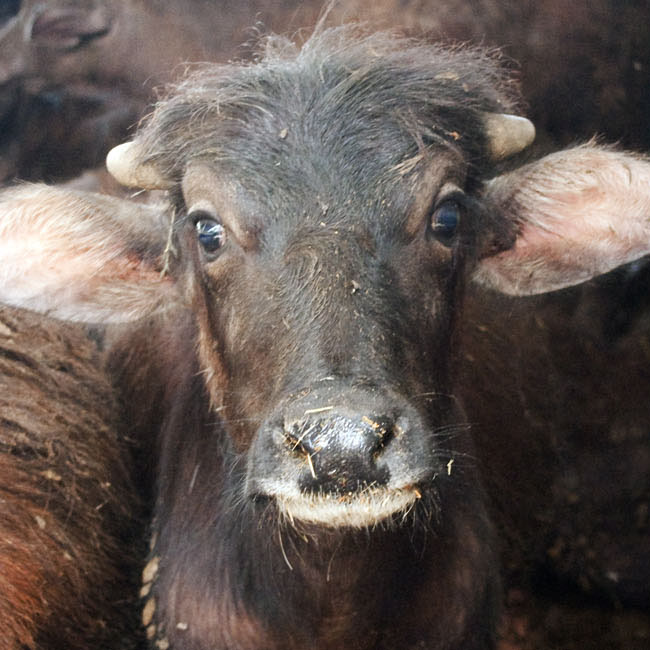Head,Horn,Water buffalo,Snout,Wrinkle,farmed animal