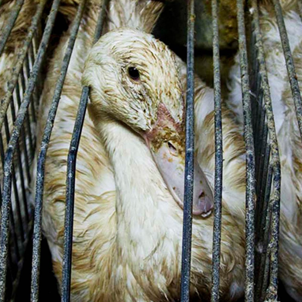 Everything You Need to Know About NYC’s Foie Gras Ban
