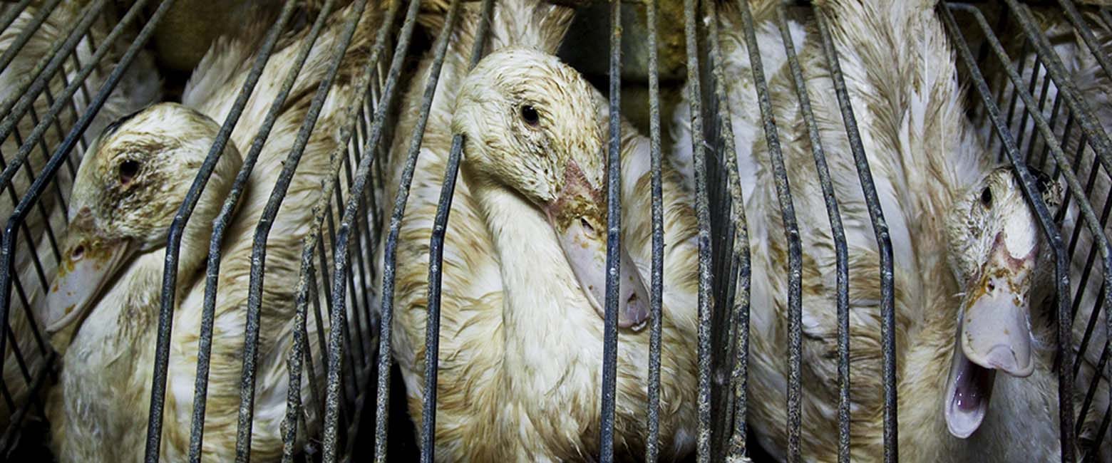 Everything You Need to Know About NYC’s Foie Gras Ban