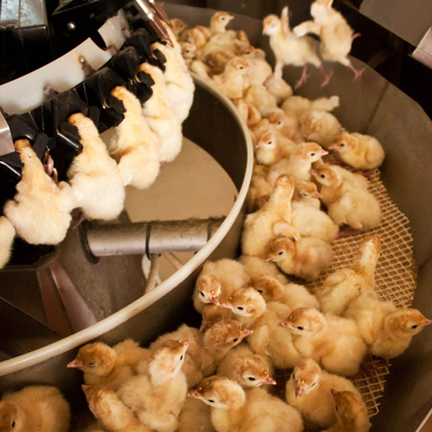 Debeaking of turkeys in a hatchery