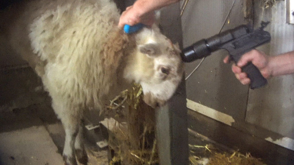 Dog breed,Air gun,farmed animal,Goat,Sheep,Trigger