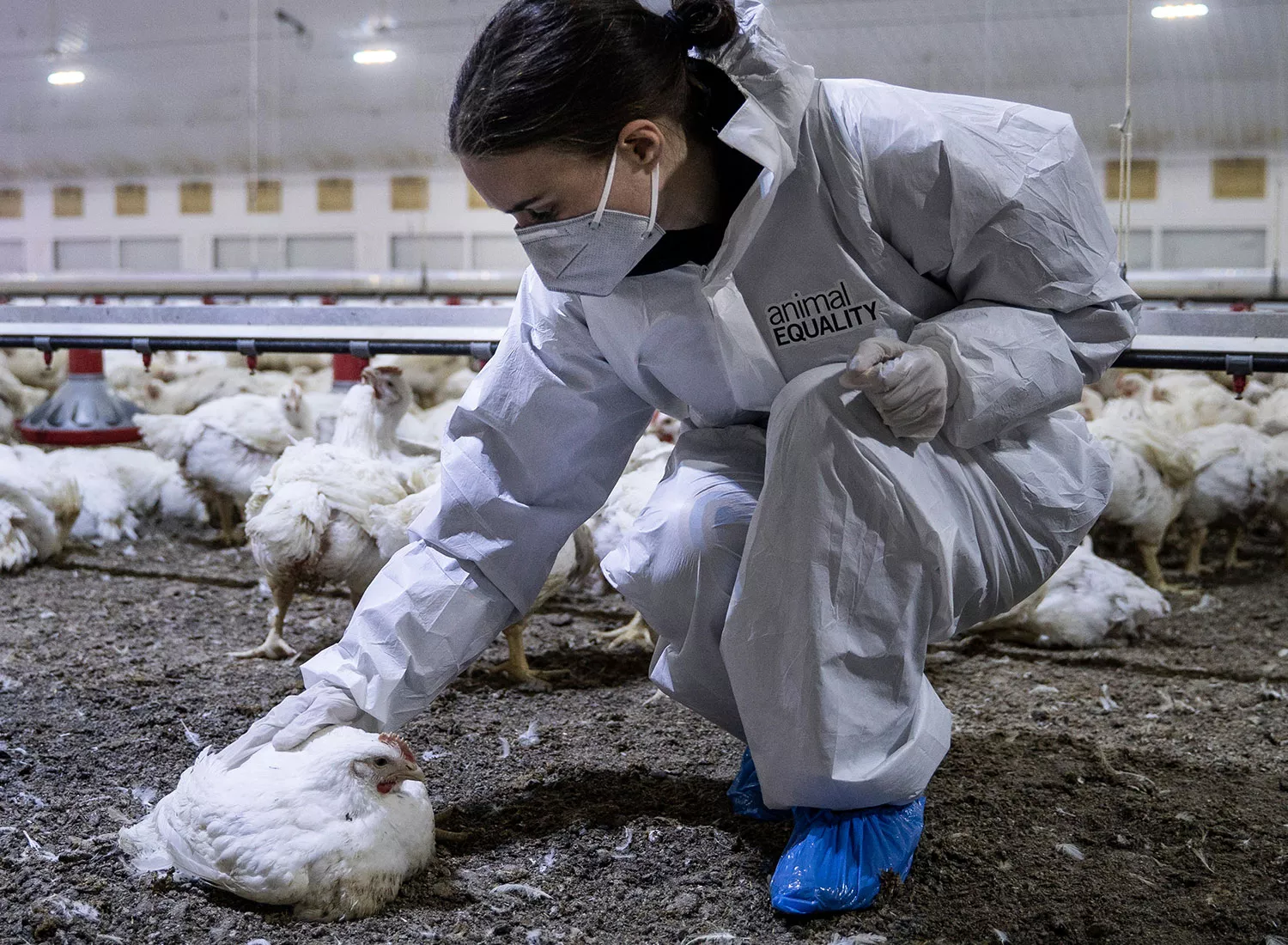 Ronney Mara pets chicken during factory farm investigation