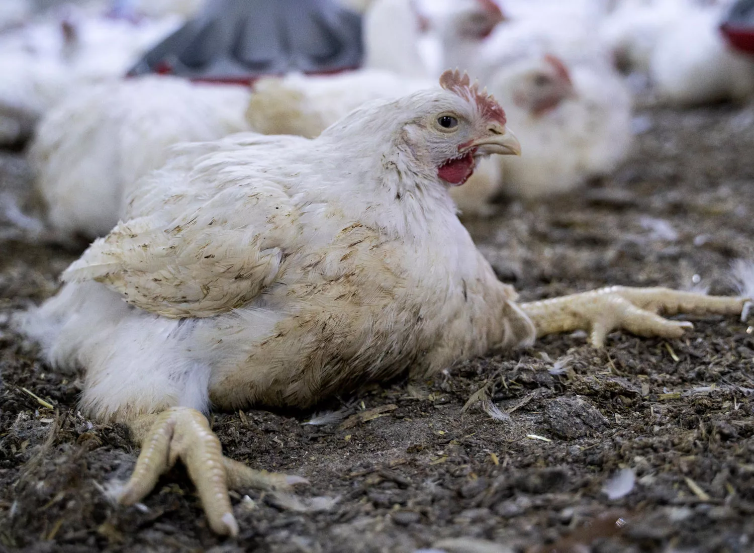 Stunted legs observed on chickens in factory farm investigation