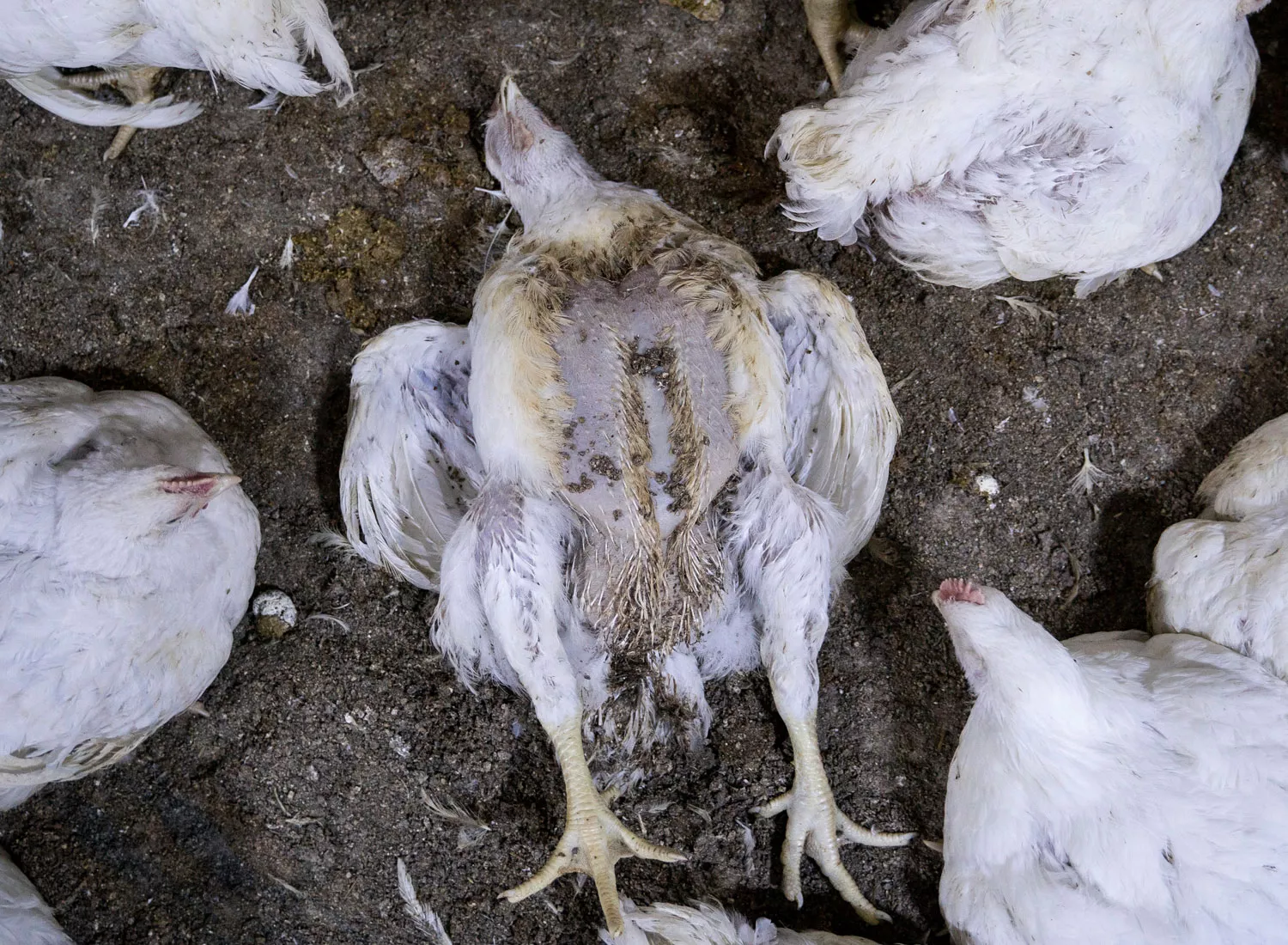 Dead chickens in Rooney Mara factory farm investigation