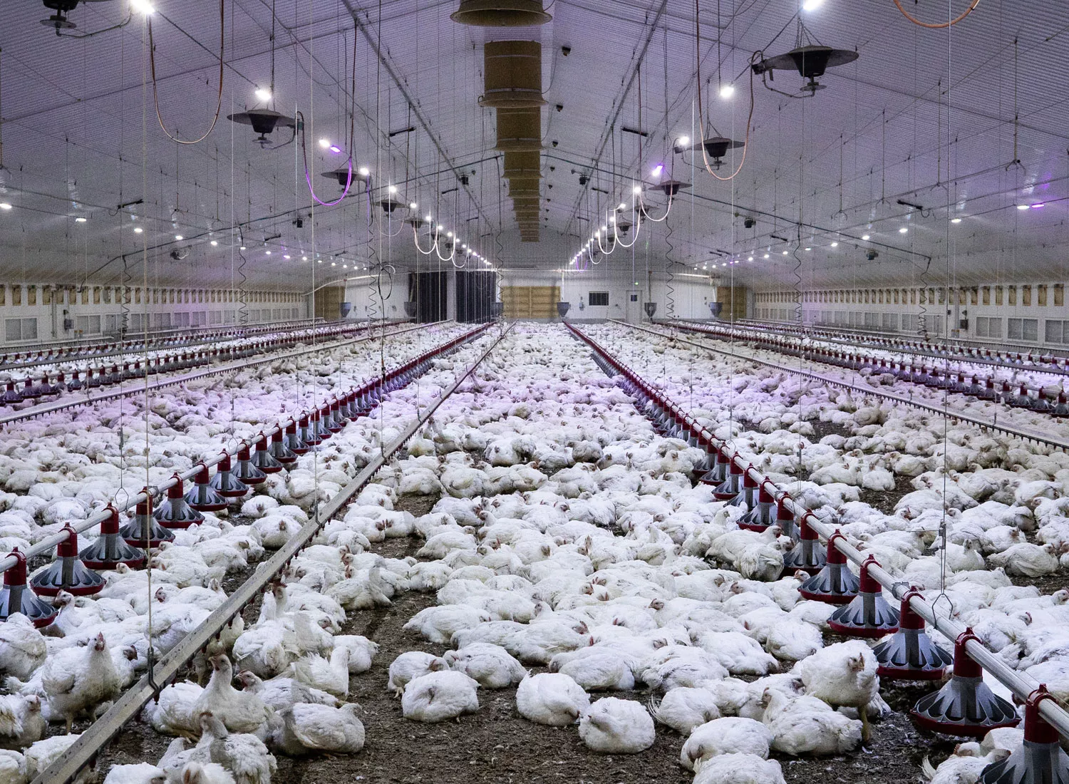 Hundreds of chickens sit on the floor in cramped factory farm