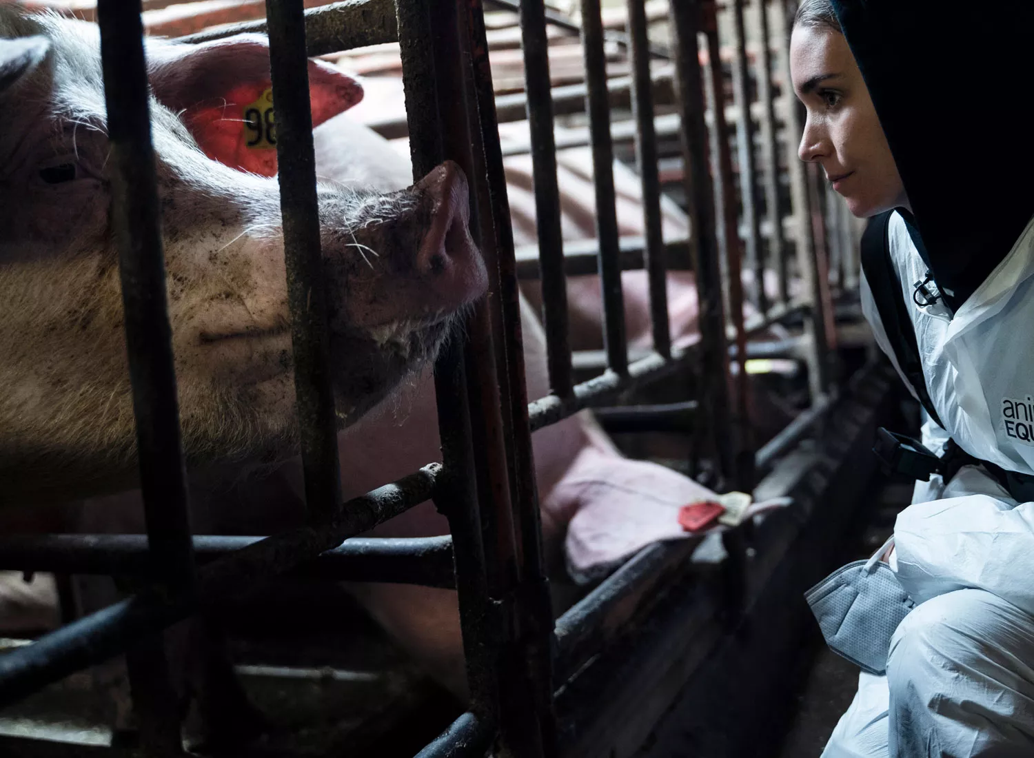 Looking through the bars at a constrained mother pig