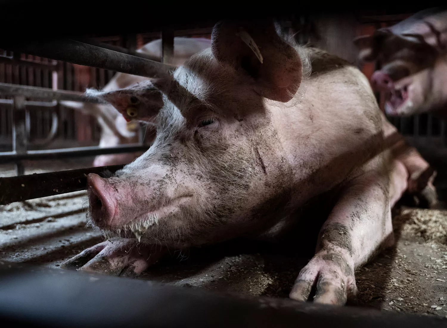 Sick and injured pigs in gestation crates