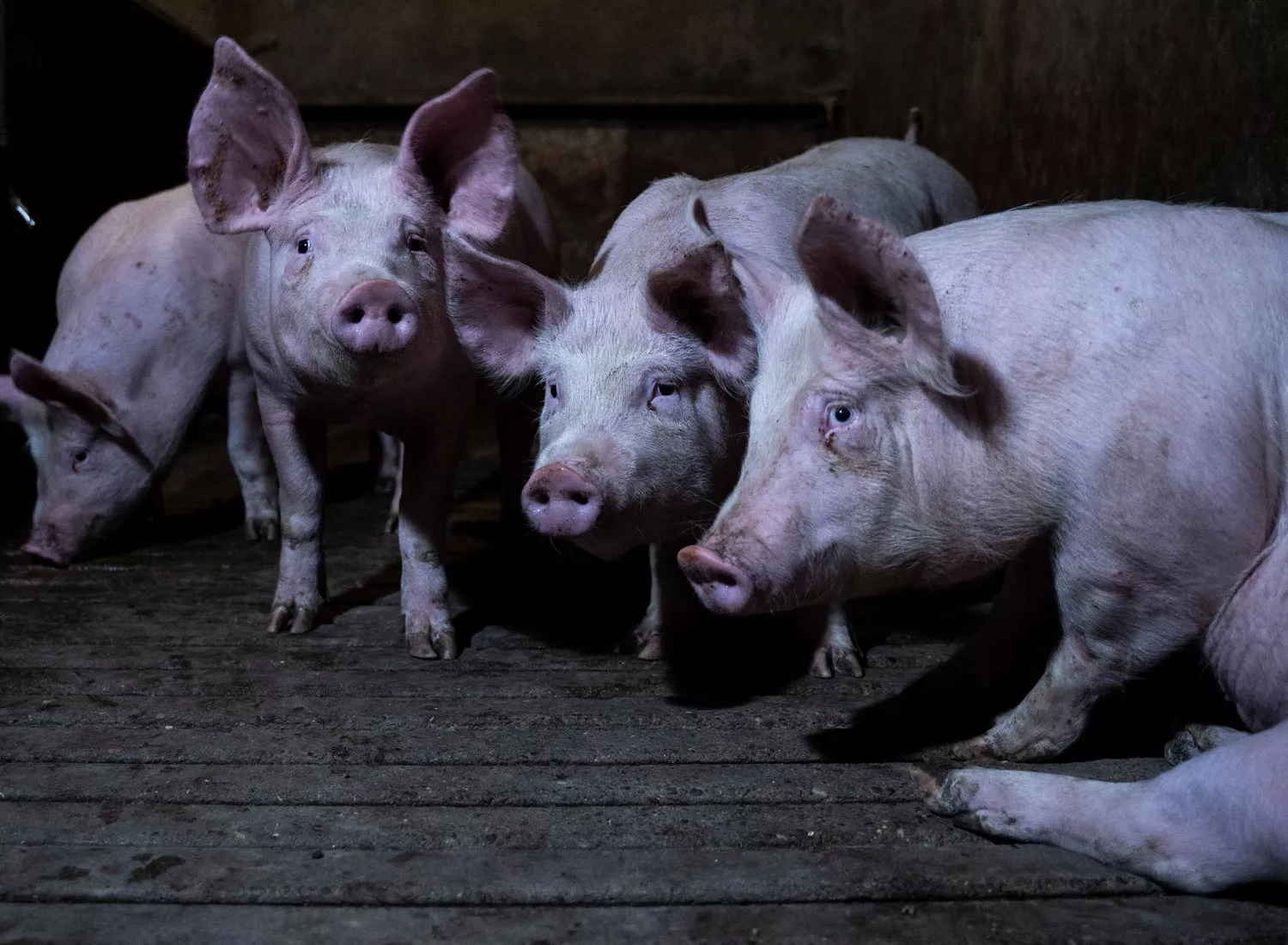 Scared piglets in Rooney Mara factory farm investigation