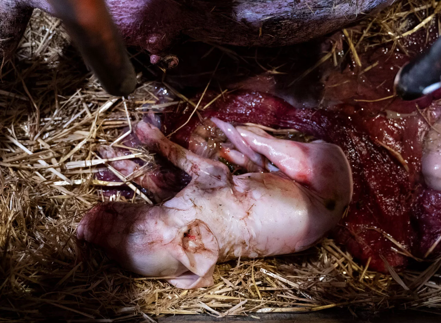 Dead piglets uncovered in factory farm investigation