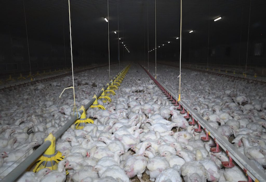 Chicken Industry Cruelty Exposed Through a Camera Lens