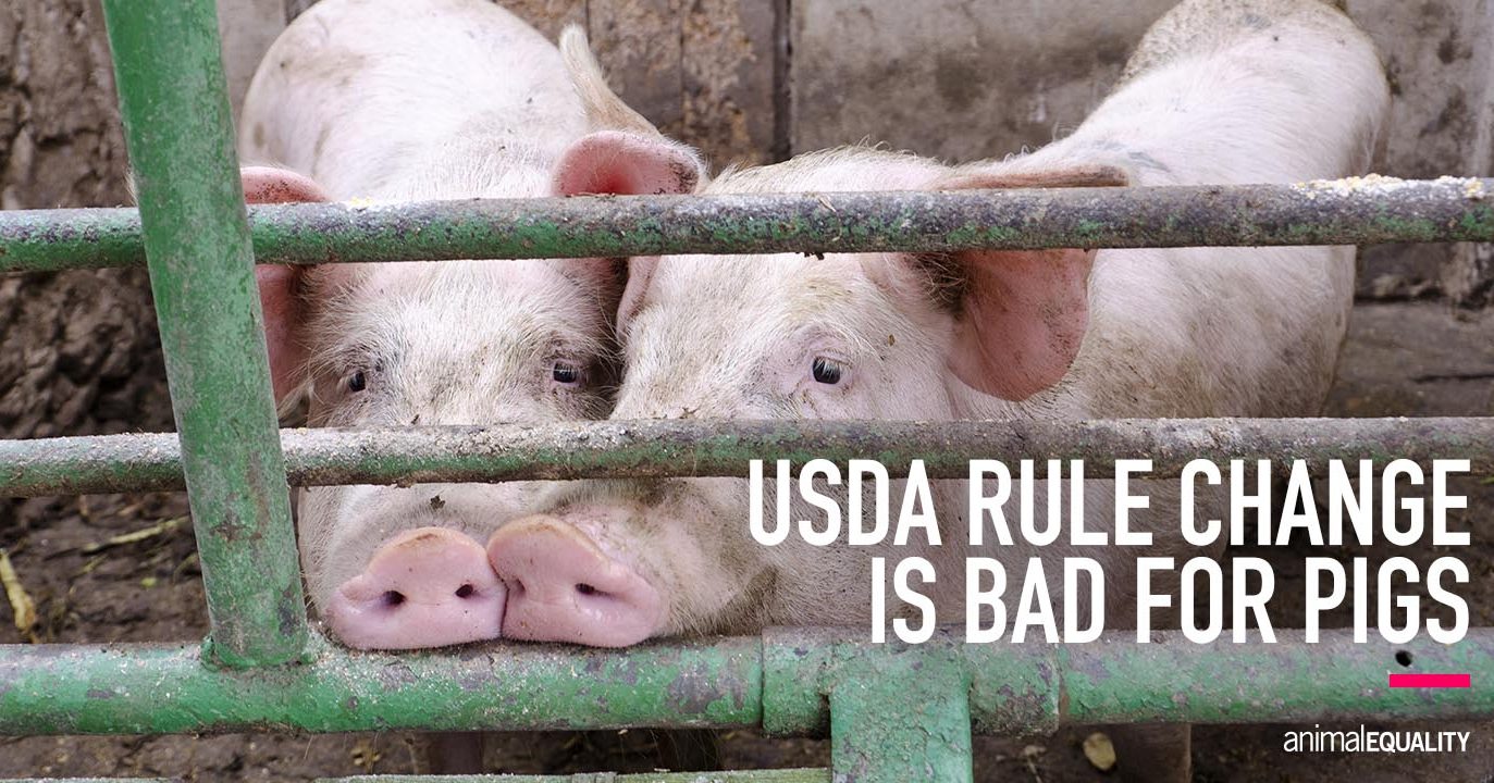 New USDA Law Prioritizes Industry Profits Over Pigs’ Lives