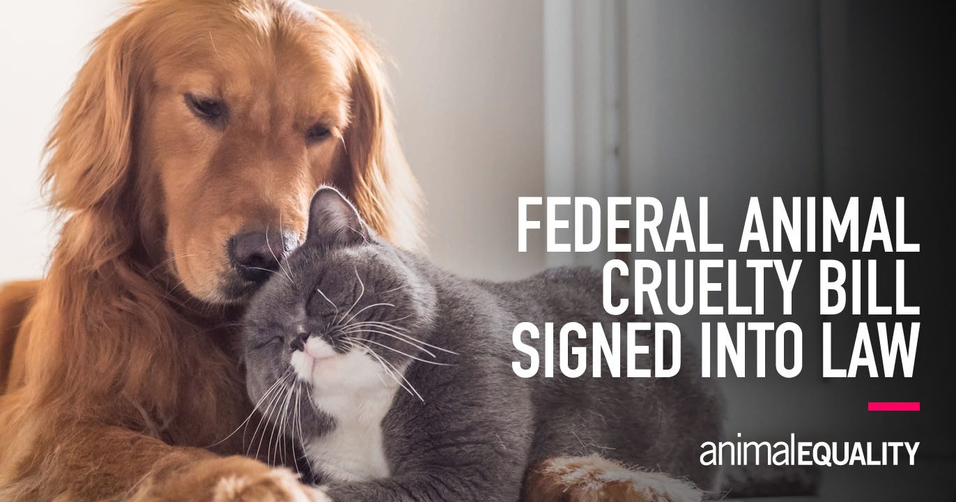 Federal Animal Cruelty Bill Signed Into Law | Animal Equality