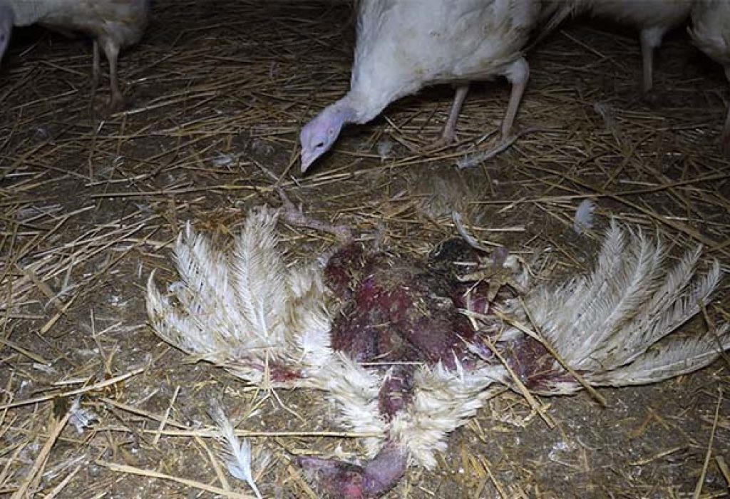 9 Things The Turkey Industry Doesn't Want You to Know