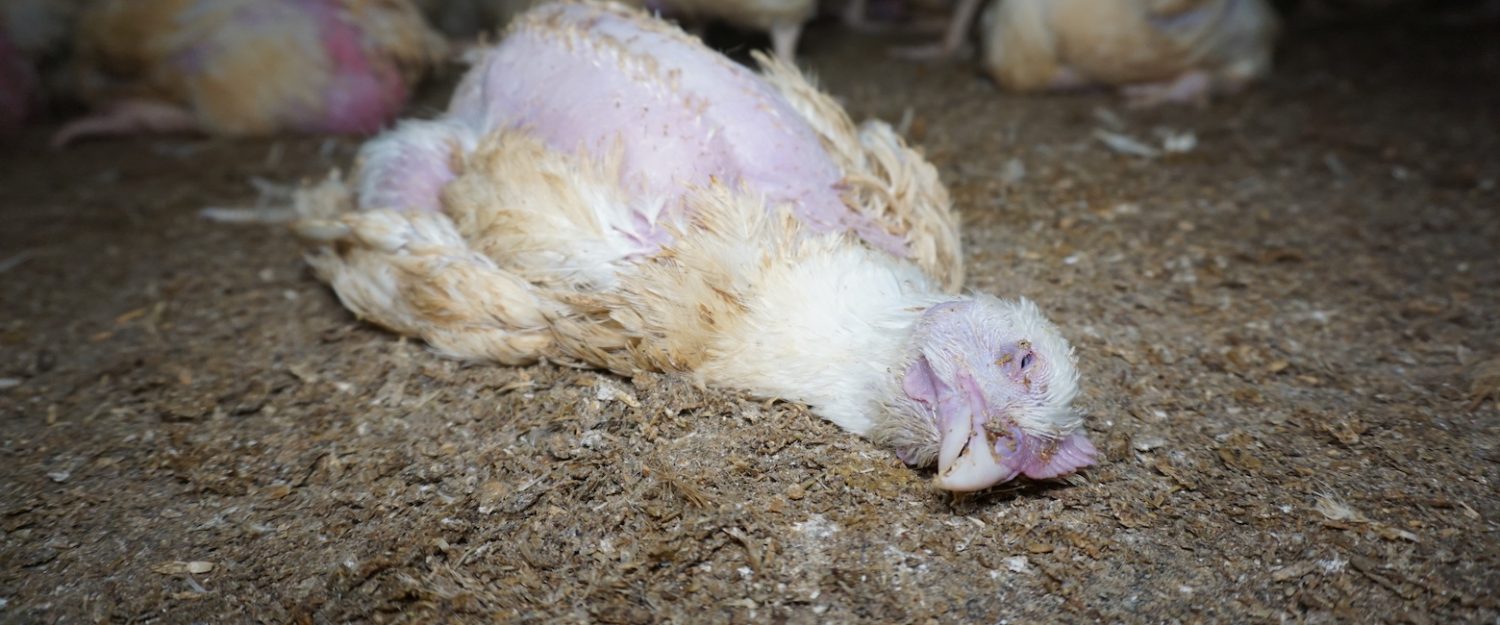 Do Chickens Die Of Stress At Joshua Kaylor Blog