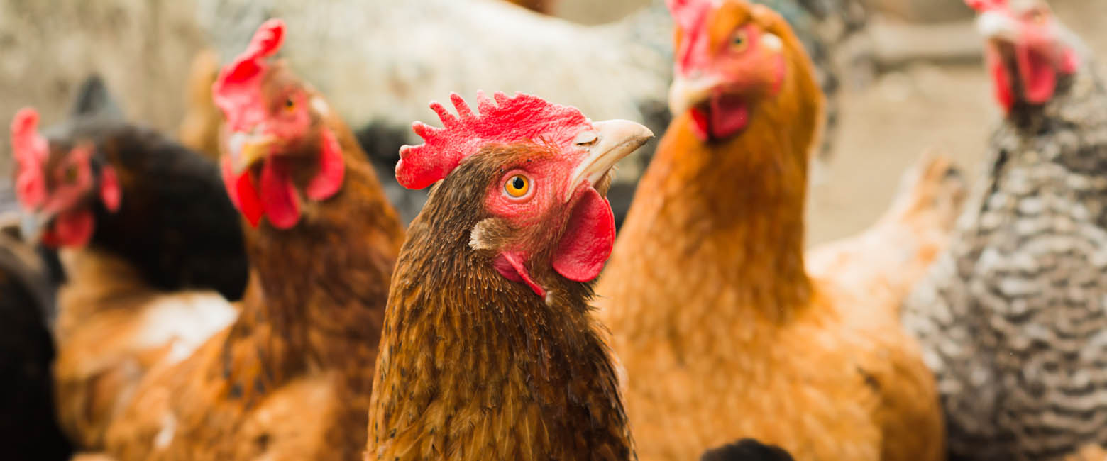 Bird,Comb,Chicken,Beak