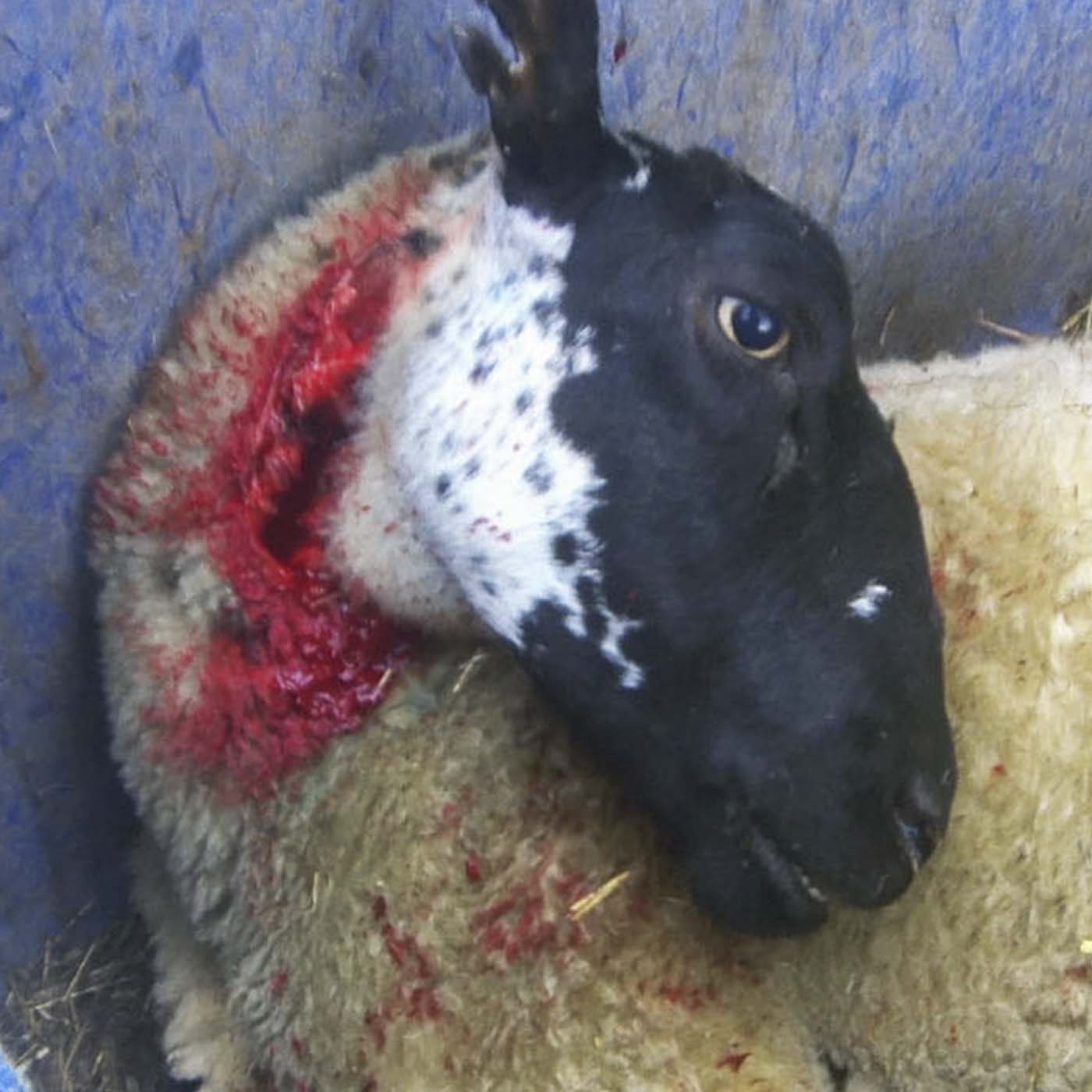 Investigation: Sheep Brutally Killed in UK Slaughterhouse