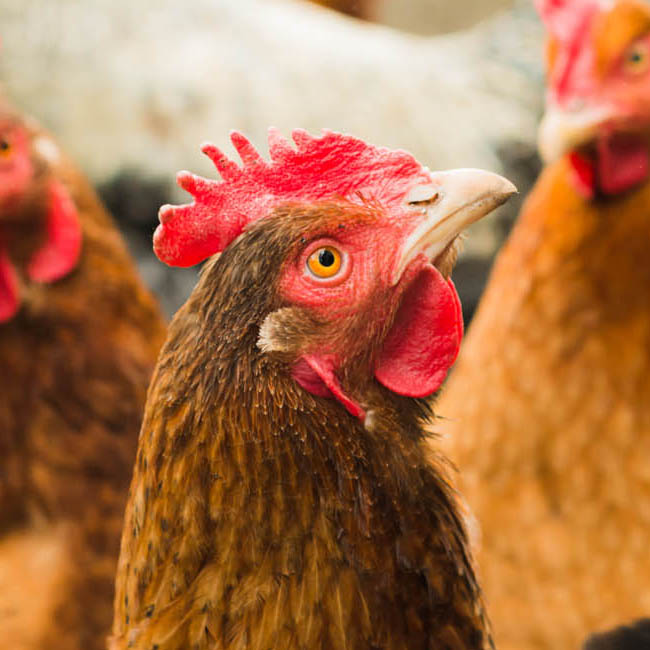 Bird,Chicken,Comb,Natural environment,Beak,Rooster