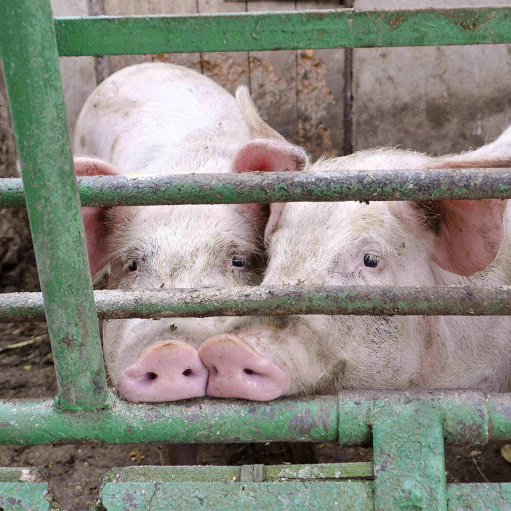 Green,Mammal,Pink,Fence,Domestic pig